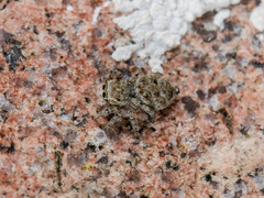 Attulus distinguendus