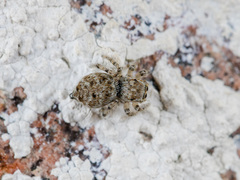 Attulus distinguendus