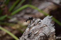 Blepharotes splendidissimus