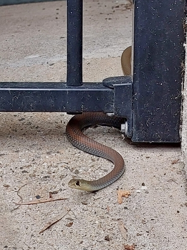 Yellow-faced Whipsnake sighting