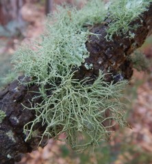 Usnea inermis
