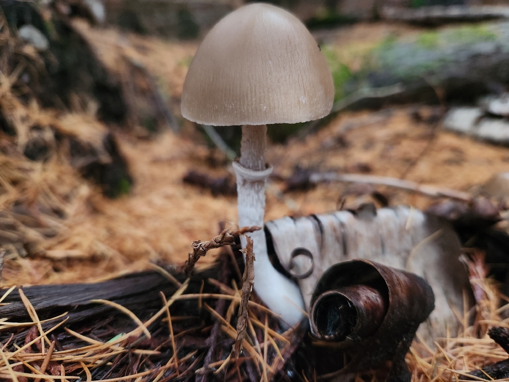 Psathyrella ellenae yubaensis · November 2025 · photo: © lytiic (iNaturalist, cc-by-nc)