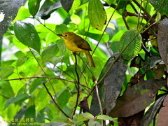Iole indica