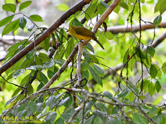 Iole indica