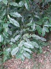 Itea parviflora