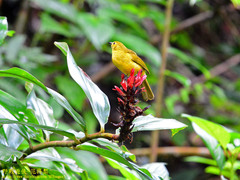 Iole indica