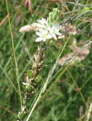 Ornithogalum juncifolium