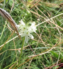 Ornithogalum juncifolium