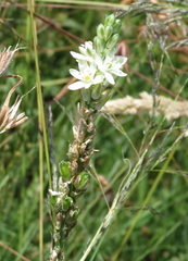 Ornithogalum juncifolium
