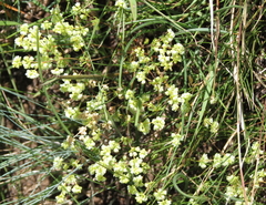 Psammotropha mucronata