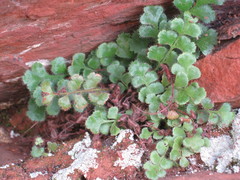 Asplenium subglandulosum