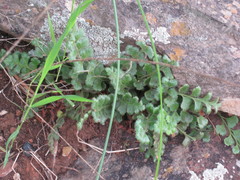 Asplenium subglandulosum