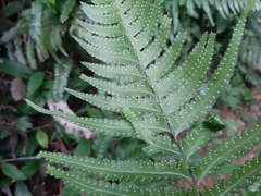 Microlepia