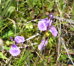 Utricularia livida