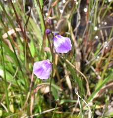 Utricularia livida