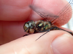 Hemicordulia armstrongi