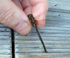 Hemicordulia armstrongi