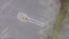Collotheca