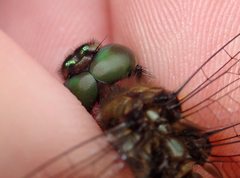 Hemicordulia armstrongi