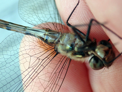 Hemicordulia armstrongi