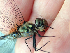 Hemicordulia armstrongi