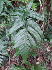 Tectaria phaeocaulis