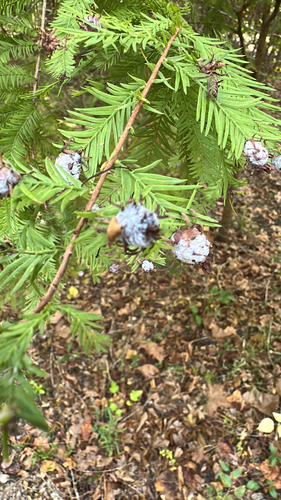 Unknown species found near Franklinton, LA, US