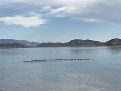 Podiceps nigricollis