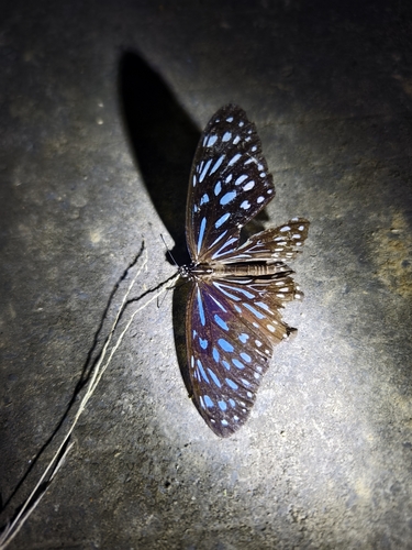 Dark Blue Tiger