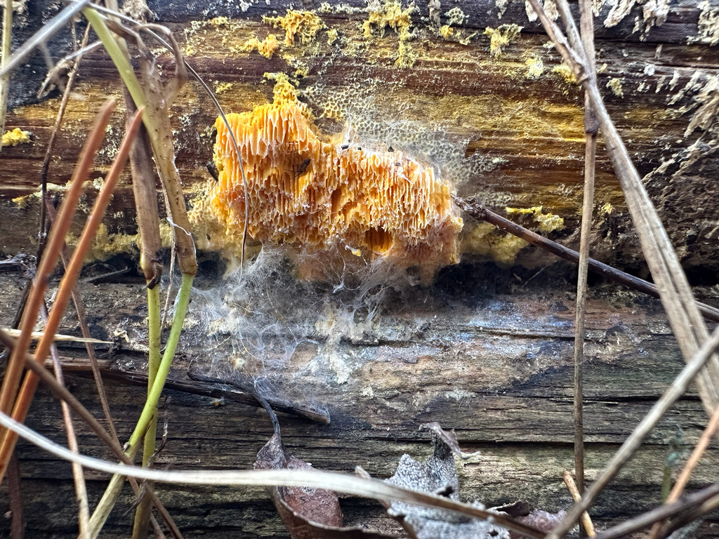 Fibroporia radiculosa