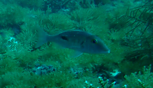 Lethrinus semicinctus observed 2025-11-23