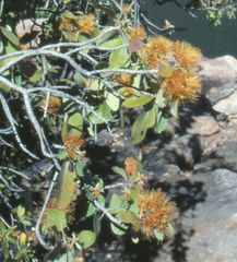 Xanthostemon eucalyptoides