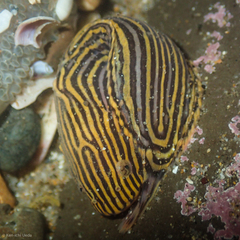 Liparis mucosus