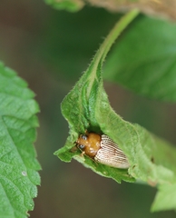 Ophrida