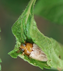 Ophrida