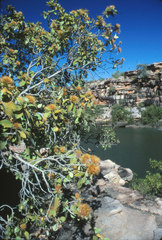 Xanthostemon eucalyptoides