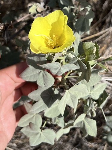 Gossypium tomentosum observed 2025-11-23