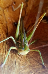 Metaballus frontalis