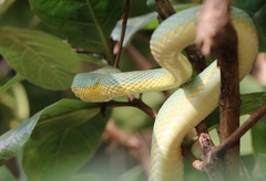 Craspedocephalus gramineus