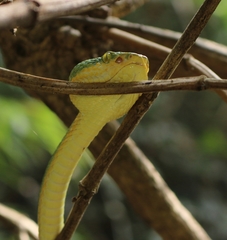 Craspedocephalus gramineus