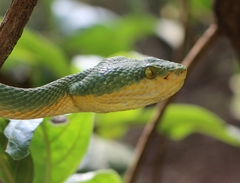 Craspedocephalus gramineus