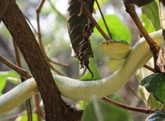 Craspedocephalus gramineus