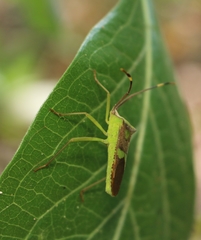 Prismatocerus signatus