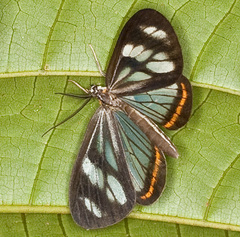 Dioptis