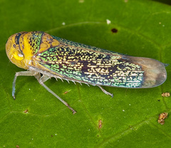 Amblyscarta invenusta