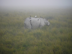 Rhinoceros unicornis