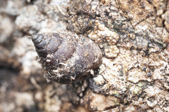 Draparnaudia