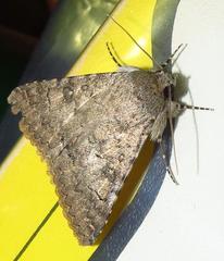 Pandesma robusta