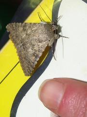 Pandesma robusta