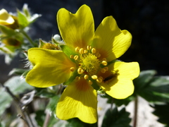 Potentilla × villosula